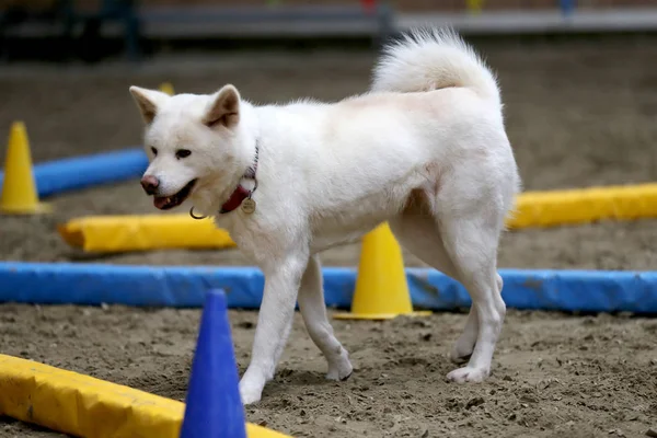 Zbliżenie Młodych Rasowe Japoński Akita Inu Psa — Zdjęcie stockowe