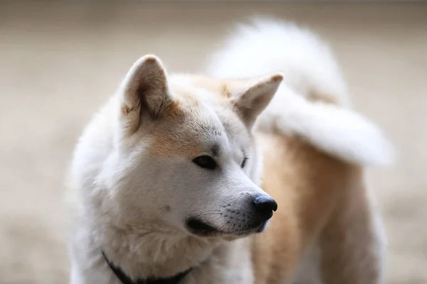 若い純血日本秋田犬犬のクローズ アップ — ストック写真