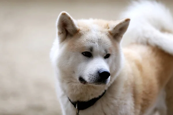 Closeup Young Purebred Japanese Akita Inu Dog — Stock Photo, Image