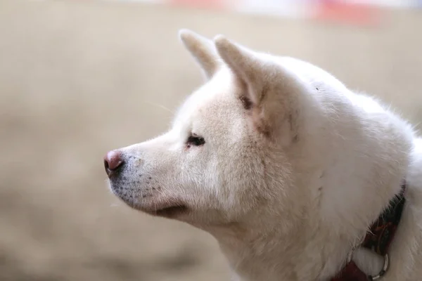 Primer Plano Joven Pura Raza Japonesa Akita Inu Perro — Foto de Stock