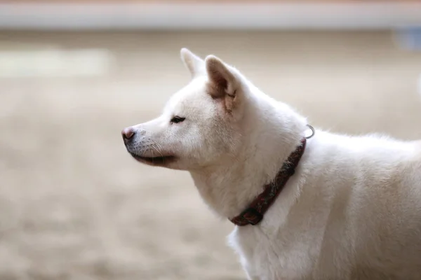 Κινηματογράφηση Πρώτο Πλάνο Νέων Καθαρόαιμους Ιαπωνικά Akita Inu Σκύλου — Φωτογραφία Αρχείου