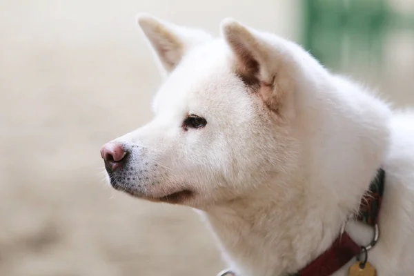 Close Van Een Jonge Raszuivere Japanse Akita Inu Hond — Stockfoto