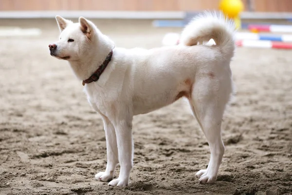 Крупним Планом Молодої Чистокровної Японської Собаки Акіта Іну — стокове фото