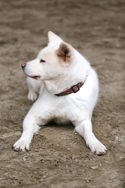 Tatlı Genç Bir Safkan Japon Akita Inu Köpek — Stok fotoğraf