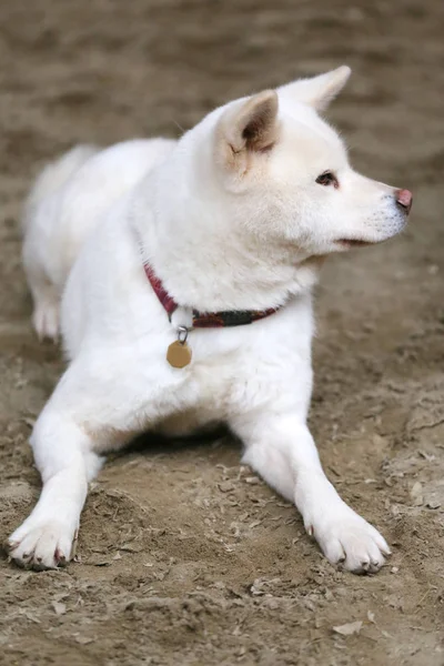 Fej Portré Egy Fiatal Japán Felnőtt Akita Inu Kutyák — Stock Fotó