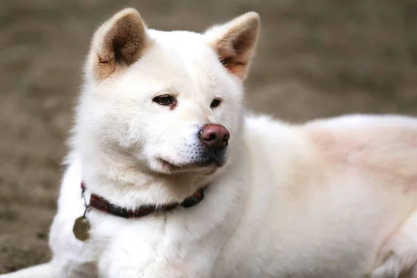Head Πορτρέτο Μικρά Ιαπωνικά Ενηλίκων Akita Inu Σκύλου — Φωτογραφία Αρχείου