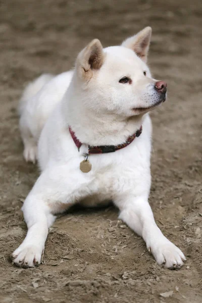 Retrato Cabeza Joven Japonés Adulto Akita Inu Perro — Foto de Stock