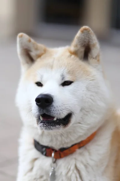 健康な大人の秋田犬の肖像画クローズ アップ — ストック写真