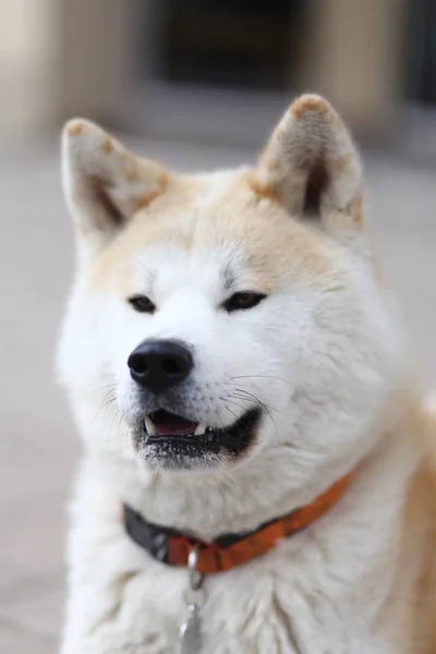 Portrait Gros Plan Chien Akita Adulte Bonne Santé — Photo