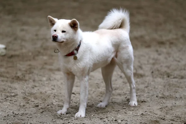 Vértes Egy Fiatal Fajtiszta Japán Akita Inu Kutyák — Stock Fotó