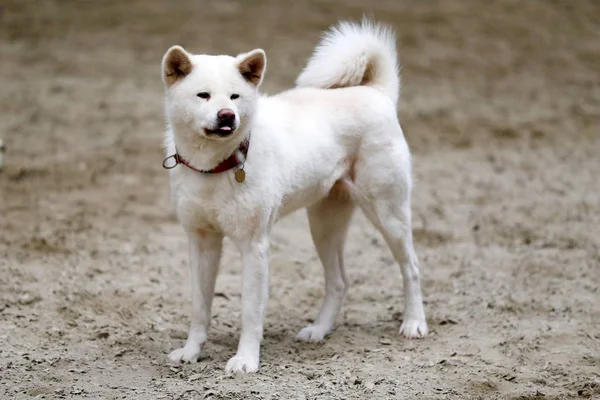 Primer Plano Joven Pura Raza Japonesa Akita Inu Perro — Foto de Stock