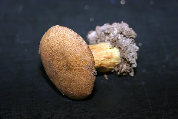 Xerocomus Subtomentosus Comúnmente Conocido Como Bolete Gamuza Bolet Marrón Amarillo — Foto de Stock