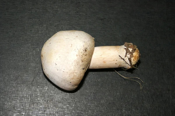 Agaricus Arvensis Comúnmente Conocido Como Hongo Caballo — Foto de Stock