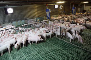 Modern hayvan çiftliğinde büyüyen yerli doğurmak domuz yavruları