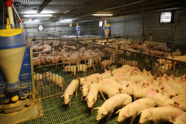 Modern hayvan çiftliğinde büyüyen yerli doğurmak domuz yavruları