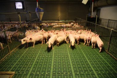 Modern hayvan çiftliğinde büyüyen yerli doğurmak domuz yavruları