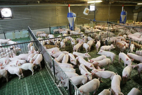 Piglets 농장에 — 스톡 사진
