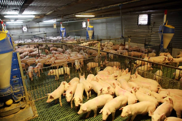 Piglets 농장에 — 스톡 사진