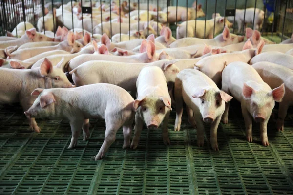 Porcelets Race Domestique Poussant Sur Ferme Animale Moderne — Photo