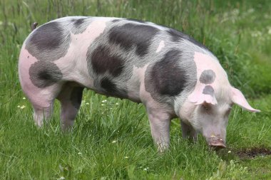 Güzel genç petrain doğurmak domuz yaz çayır üzerinde poz. Sağlıklı genç domuzlar üzerinde yeşil çayır yaz otlatma