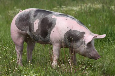Güzel genç petrain yaz çayırlarında poz veren domuz yetiştiriyor.