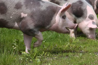 Pembe renkli benekli domuz yeşil çayır çalışır
