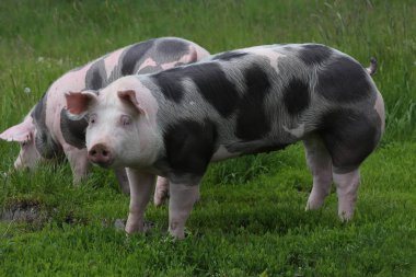 Spotted pietrian breed pigs grazing at animal farm on pasture. Healthy young pigs grazing on the green meadow summertime clipart