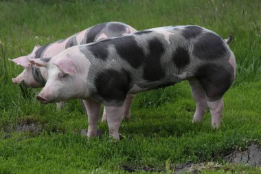 Pietrain cins domuz meado üzerinde taze yeşil çimenlerin üzerinde otlatmak