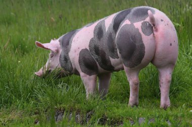 Shot of a pietrain breed pig from behind on summer meadow rural scene near a farm clipart