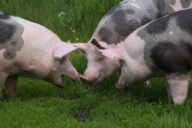 Çayır üzerinde otlatma zaman yerli domuz closeup. Sağlıklı genç domuzlar üzerinde yeşil çayır yaz otlatma