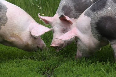 Spotted pietrian breed pigs grazing at animal farm on pasture. Healthy young pigs grazing on the green meadow summertime clipart