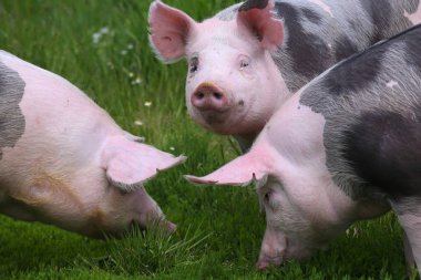 Closeup of domestic pigs when grazing on meadow. Healthy young pigs grazing on the green meadow summertime clipart