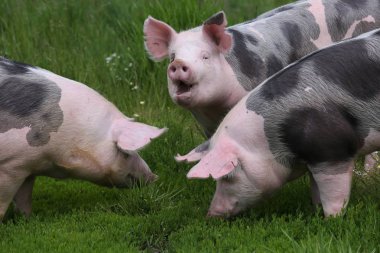 Hayvan çiftliği kırsal sahnesinde yükselterek Hayvancılık tarım domuz grubudur. Yeşil çayır summertim üzerinde otlatma sağlıklı genç domuzlar