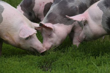 Yaz mera üzerinde genç domuzlar grubudur. Sağlıklı genç domuzlar üzerinde yeşil çayır yaz otlatma