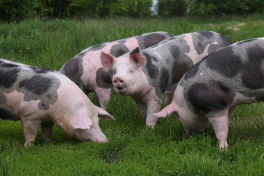 Sağlıklı genç domuzlar yaz mevsiminde yeşil çayırlarda otluyor.