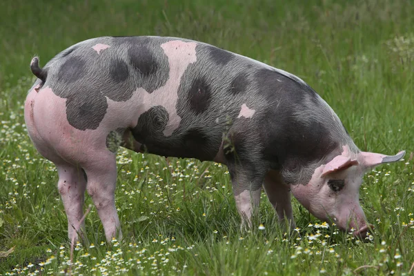 小猪独自在夏季牧场的农村景色 健康的小猪在绿色的草地上吃草的夏季 — 图库照片