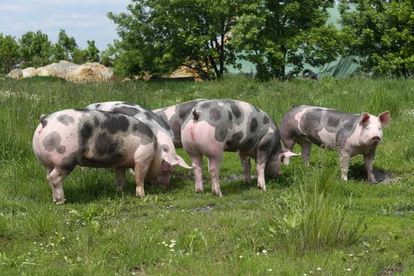 Young spotted domestic pietrain pig with black spots graze on animal farm . Healthy young pigs grazing on the green meadow summertime