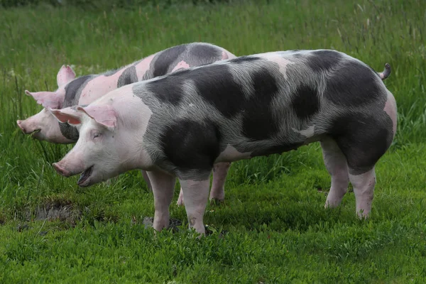 斑点皮特里安品种猪在牧场放牧 — 图库照片