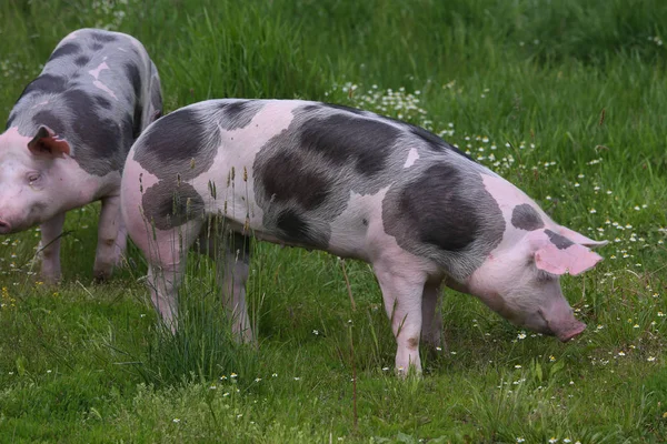 Pietrain breed pigs graze on fresh green grass on meadow. Healthy young pigs grazing on the green meadow summertim