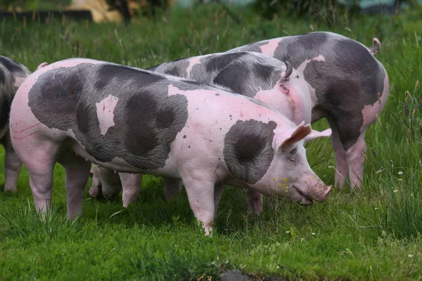 Pietrain breed pigs graze on fresh green grass on meadow.  Healthy young pigs grazing on the green meadow summertime