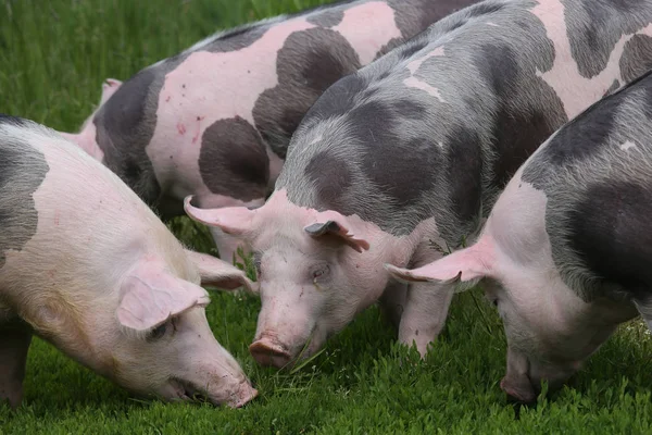 Los Cerdos Raza Pietrain Pastan Hierba Verde Fresca Prado Jóvenes — Foto de Stock