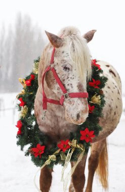 Binek atı güzel renkli Noel çelenk advent hafta sonu taze karda giyiyor.