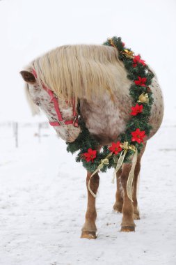 Rüya gibi Noel görüntü güzel bir çelenk kar yağışı giyen bir eyer at