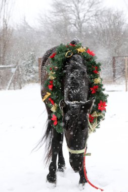 Binek atı güzel renkli Noel çelenk advent hafta sonu taze karda giyiyor.