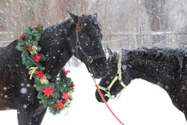 Binek atı güzel renkli Noel çelenk advent hafta sonu taze karda giyiyor.