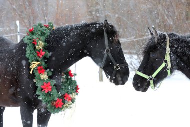 Binek atı güzel renkli Noel çelenk advent hafta sonu taze karda giyiyor.