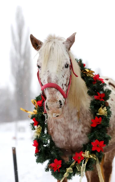 Schönes Pferd Mit Einem Fantastischen Weihnachtskranz Hals Wenn Schneit Agai — Stockfoto