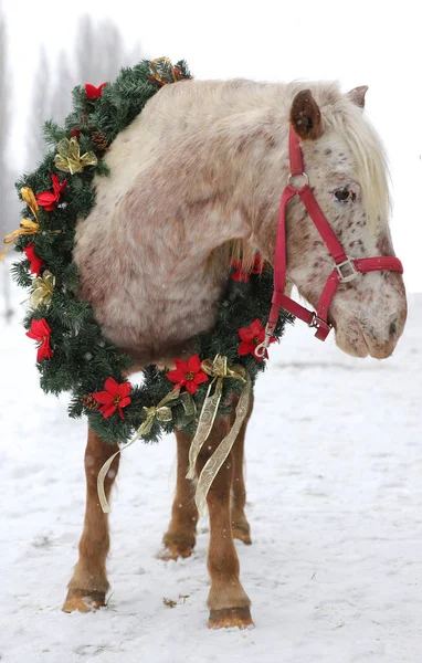 Schönes Pferd Das Einen Fantastischen Weihnachtskranz Den Hals Trägt Wenn — Stockfoto