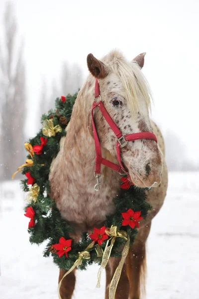 Schönes Pferd Mit Einem Fantastischen Weihnachtskranz Hals Wenn Schneit Agai — Stockfoto