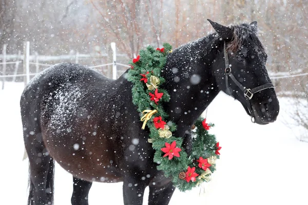 Bilde Renraset Hest Med Vakre Julepynt Faller Sno – stockfoto